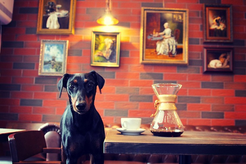 Pinscher Coffee: семейная кофейня в Озерках