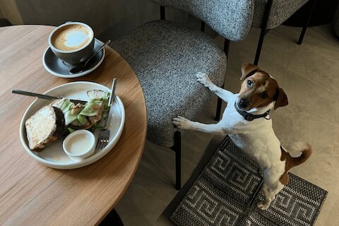 Peche: французское дог-френдли кафе на улице Маяковского