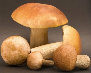 Блюда из лесных грибов в ресторанах Петербурга