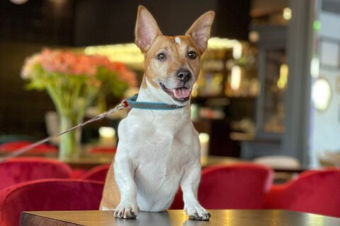 Bistrot Le Moujik: французский ресторан на Морской набережной