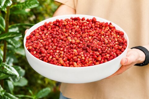 Короткий сезон, длинное меню: десерты с земляникой в ресторанах Москвы