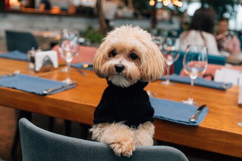 Как pet-friendly-рестораны меняют индустрию прямо сейчас