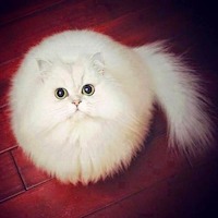 Fluffy Guy