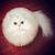 Fluffy Guy