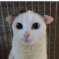 Никита Рабунский