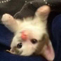 vewwu ~