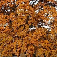 Тарасова Виктория