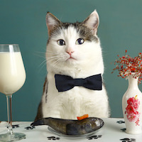 Катя Панакотова