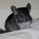Aspasia