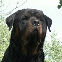 Dog Dizel