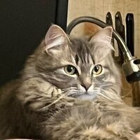 Марина Осминог