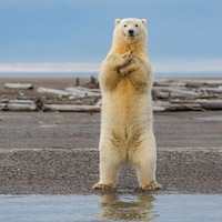 PolarBear