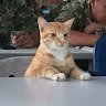 Полина