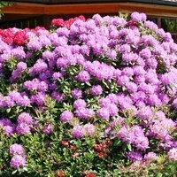 Кариша