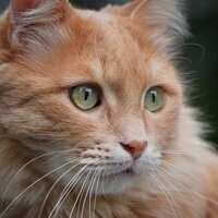 Вера Горлова