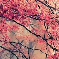 Андреева Юлия