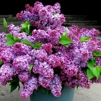 Бирюкова Светлана