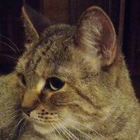 Александр Дорутин