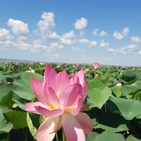 Бабий Ольга