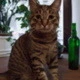 Кот Оладий