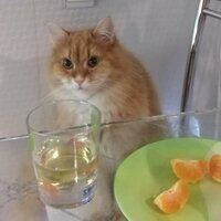 Анастасия Тороева