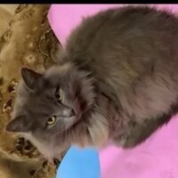 Таня Кошатница