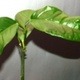 Bergamot