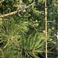 Смирнова Саша