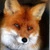 fox777