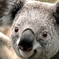 Коряковскмй Сергей