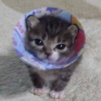 Григорий Потапов