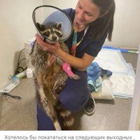 Элькина