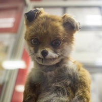 Туманов Михаил