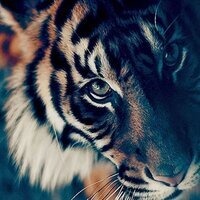 Миша Степаненко