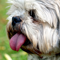 Fily