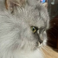 Колина Галина