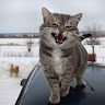 Соня Смит