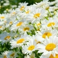 Николаевна Полина