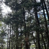 Комарова Елизавета