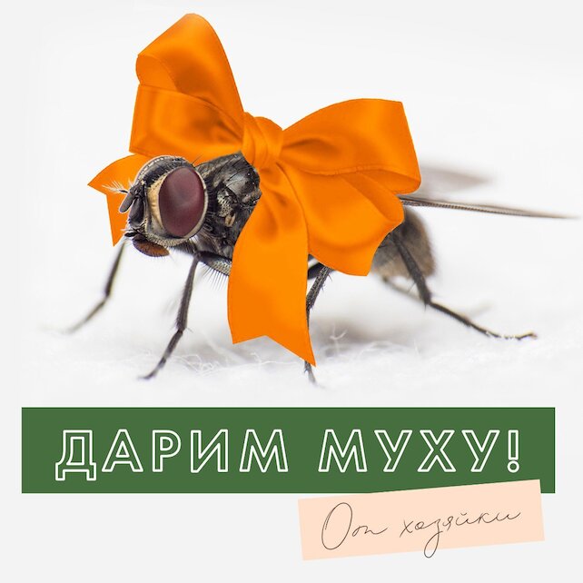 ресторан «Квартира № 162», Муха в подарок