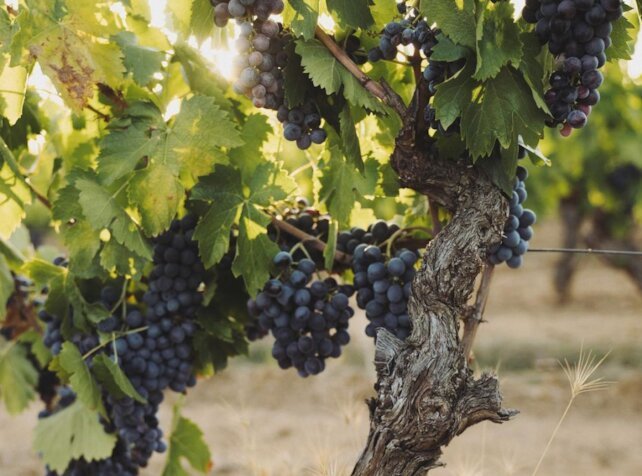 ресторан «Wine & Dine», Зов предков