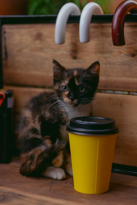 Интерьер/Экстерьер/Банкетная зона/Бар/Стол для двоих/Вход/Главный зал/Lounge зона ресторан Берег фото
