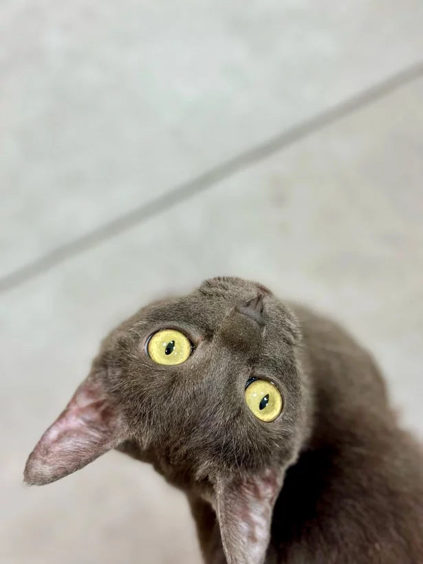 Интерьер/Экстерьер/Банкетная зона/Бар/Стол для двоих/Вход/Главный зал/Lounge зона антикафе Котландия фото