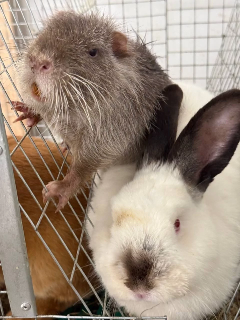 Интерьер/Экстерьер/Банкетная зона/Бар/Стол для двоих/Вход/Главный зал/Lounge зона антикафе Бар Капибар фото