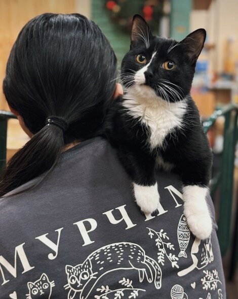 Мурчим