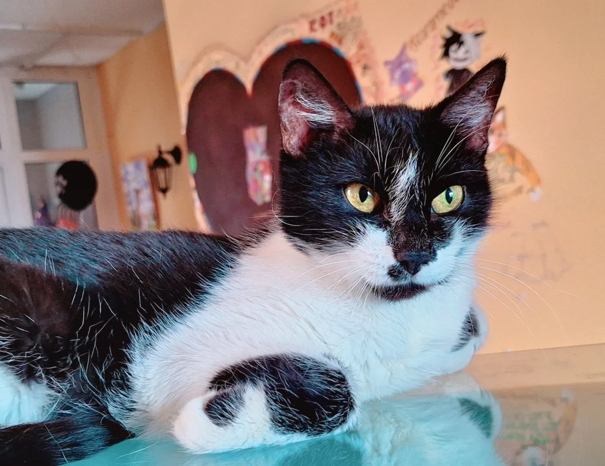 Интерьер/Экстерьер/Банкетная зона/Бар/Стол для двоих/Вход/Главный зал/Lounge зона антикафе Котландия фото