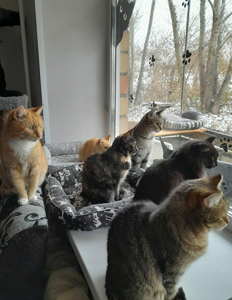 Коты и ты