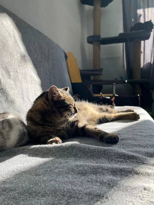 Интерьер/Экстерьер/Банкетная зона/Бар/Стол для двоих/Вход/Главный зал/Lounge зона антикафе Коты и ты фото