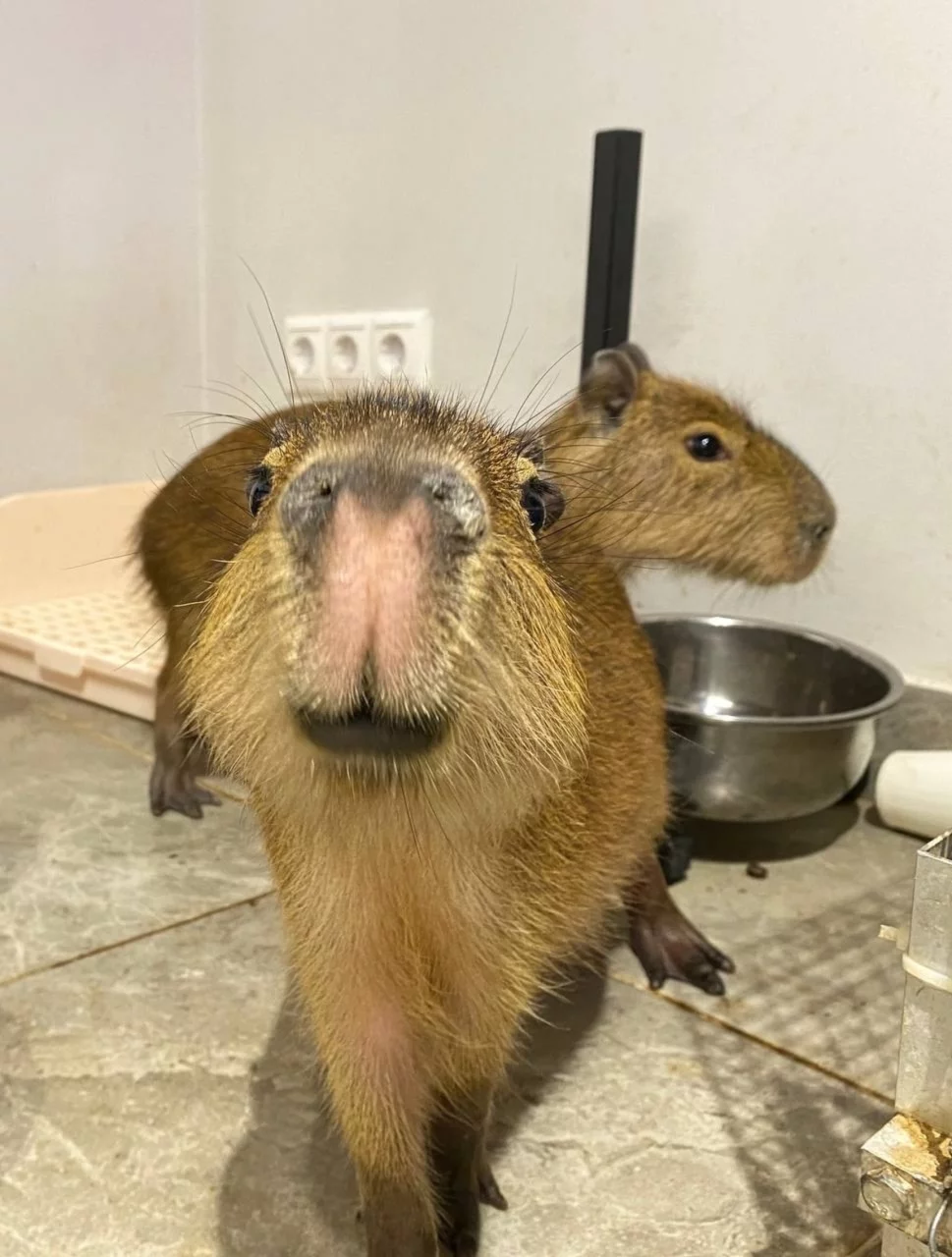 Интерьер/Экстерьер/Банкетная зона/Бар/Стол для двоих/Вход/Главный зал/Lounge зона антикафе Бар Капибар фото