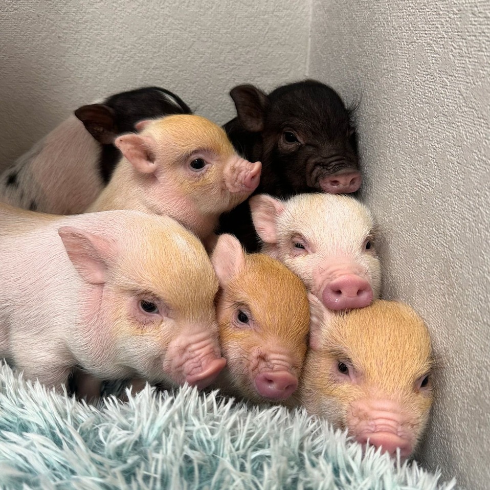 Piggy Place